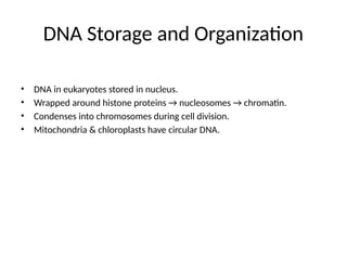DNA Storage and Organization
• DNA in eukaryotes stored in nucleus.
• Wrapped around histone proteins → nucleosomes → chromatin.
• Condenses into chromosomes during cell division.
• Mitochondria & chloroplasts have circular DNA.
 