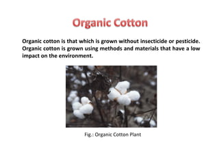 Organic cotton is that which is grown without insecticide or pesticide.
Organic cotton is grown using methods and materials that have a low
impact on the environment.

Fig.: Organic Cotton Plant

 