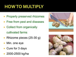  Properly preserved rhizomes
 Free from pest and diseases
 Collect from organically
cultivated farms
 Rhizome pieces (25-30 g)
 Min. one eye
 Cure for 3 days
 2000-2500 kg/ha
 