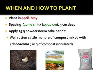  Plant in April- May
 Spacing (20-30 cm) x (15-20 cm), 5 cm deep
 Apply 25 g powder neem cake per pit
 Well rotten cattle manure of compost mixed with
Trichoderma ( 10 g of compost inoculated)
 