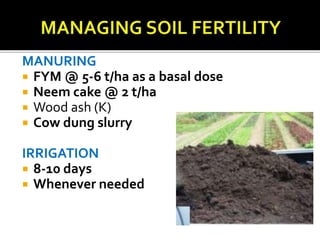 MANURING
 FYM @ 5-6 t/ha as a basal dose
 Neem cake @ 2 t/ha
 Wood ash (K)
 Cow dung slurry
IRRIGATION
 8-10 days
 Whenever needed
 