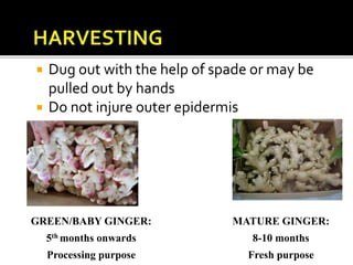  Dug out with the help of spade or may be
pulled out by hands
 Do not injure outer epidermis
GREEN/BABY GINGER:
5th months onwards
Processing purpose
MATURE GINGER:
8-10 months
Fresh purpose
 