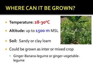  Temperature: 28-300C
 Altitude: up to 1500 m MSL
 Soil: Sandy or clay loam
 Could be grown as inter or mixed crop
 Ginger-Banana-legume or ginger-vegetable-
legume
 