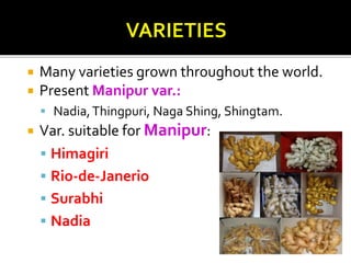  Many varieties grown throughout the world.
 Present Manipur var.:
 Nadia,Thingpuri, Naga Shing, Shingtam.
 Var. suitable for Manipur:
 Himagiri
 Rio-de-Janerio
 Surabhi
 Nadia
 