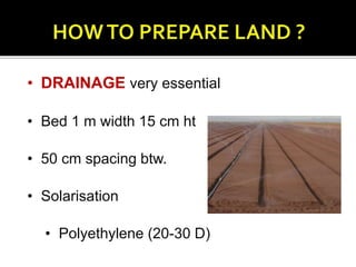 • DRAINAGE very essential
• Bed 1 m width 15 cm ht
• 50 cm spacing btw.
• Solarisation
• Polyethylene (20-30 D)
 