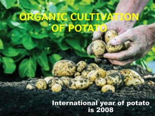 ORGANIC CULTIVATION
OF POTATO
International year of potato
is 2008
 