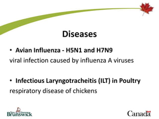 Diseases
• Avian Influenza - H5N1 and H7N9
viral infection caused by influenza A viruses
• Infectious Laryngotracheitis (ILT) in Poultry
respiratory disease of chickens
 