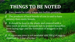 THINGS TO BE NOTED
♫ Care should be taken not to mix buffalo products.
♫ The products of local breeds of cow is said to have
potency than exotic breeds.
♫ It should be kept in the shade and covered with a
wire mesh or plastic mosquito net to prevent houseflies
from laying eggs and the formation of maggots in the
solution.
♫ If sugarcane juice is not available add 500 g of jaggery
dissolved in 3 liter of water.
 