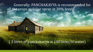 Generally; PANCHAKAVYA is recommended for
all the crops as foliar spray at 30% level .
( 3 litres of panchakavya in 100 litres of water)
 
