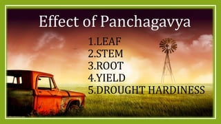 1.LEAF
2.STEM
3.ROOT
4.YIELD
5.DROUGHT HARDINESS
Effect of Panchagavya
 