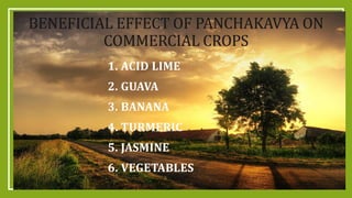 BENEFICIAL EFFECT OF PANCHAKAVYA ON
COMMERCIAL CROPS
1. ACID LIME
2. GUAVA
3. BANANA
4. TURMERIC
5. JASMINE
6. VEGETABLES
 