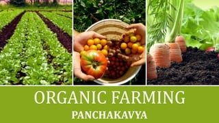 ORGANIC FARMING
PANCHAKAVYA
 
