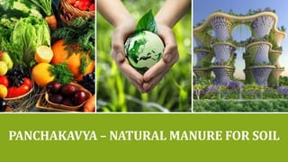 PANCHAKAVYA – NATURAL MANURE FOR SOIL
 