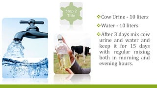 Cow Urine - 10 liters
Water - 10 liters
After 3 days mix cow
urine and water and
keep it for 15 days
with regular mixing
both in morning and
evening hours.
 
