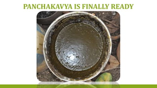 PANCHAKAVYA IS FINALLY READY
 