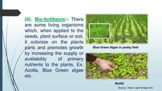 (5). Bio-fertilizers:- There
are some living organisms
which, when applied to the
seeds, plant surface or soil,
it colonize on the plants
parts and promotes growth
by increasing the supply or
availability of primary
nutrients to the plants. Ex.
Azolla, Blue Green algae
etc.
Blue Green Algae in paddy field
Azolla
Source:- https://.agrihomegh.com
 