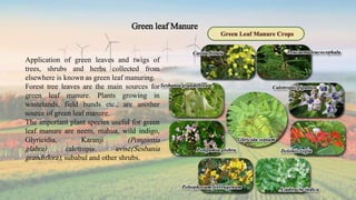 Green leaf Manure
Application of green leaves and twigs of
trees, shrubs and herbs collected from
elsewhere is known as green leaf manuring.
Forest tree leaves are the main sources for
green leaf manure. Plants growing in
wastelands, field bunds etc., are another
source of green leaf manure.
The important plant species useful for green
leaf manure are neem, mahua, wild indigo,
Glyricidia, Karanji (Pongamia
glabra) calotropis, avise(Sesbania
grandiflora), subabul and other shrubs.
 