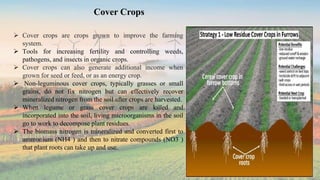  Cover crops are crops grown to improve the farming
system.
 Tools for increasing fertility and controlling weeds,
pathogens, and insects in organic crops.
 Cover crops can also generate additional income when
grown for seed or feed, or as an energy crop.
 Non-leguminous cover crops, typically grasses or small
grains, do not fix nitrogen but can effectively recover
mineralized nitrogen from the soil after crops are harvested.
 When legume or grass cover crops are killed and
incorporated into the soil, living microorganisms in the soil
go to work to decompose plant residues.
 The biomass nitrogen is mineralized and converted first to
ammonium (NH4 ) and then to nitrate compounds (NO3 )
that plant roots can take up and use.
Cover Crops
 