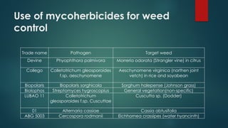 Use of mycoherbicides for weed
control
Trade name Pathogen Target weed
Devine Phyophthora palmivora Morreria odorata (Strangler vine) in citrus
Collego Colletotrichum gleosporoides
f.sp. aeschynomene
Aeschynomene virginica (northen joint
vetch) in rice and soyabean
Biopolaris Biopolaris sorghicola Sorghum halepense (Johnson grass)
Biolophos Streptomyces hygroscopius General vegetation(non-specific)
LUBAO 11 Colletotrichum
gleosporoides f.sp. Cuscuttae
Cuscutta sp. (Dodder)
01 Alternaria cassiae Cassia abtusifolia
ABG 5003 Cercospora rodmanii Eichhornea crassipes (water hyancinth)
 