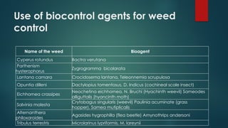 Use of biocontrol agents for weed
control
Name of the weed Bioagent
Cyperus rotundus Bactra verutana
Parthenism
hysterophorus
Zygrogramma bicolarata
Lantana camara Crocidosema lantana, Teleonnemia scrupulosa
Opuntia dilleni Dactylopius tomentosus, D. Indicus (cochineal scale insect)
Eichhornea crassipes
Neochetina eichhornea, N. Bruchi (Hyachinth weevil) Sameodes
alliguttalis (hyancinth moth)
Salvinia molesta
Crytobagus singularis (weevil) Paulinia acuminate (grass
hopper), Samea mutiplicalis
Alternanthera
philoxaroides
Agasides hygrophilla (flea beetle) Amynothrips andersoni
Tribulus terrestris Microlarinus lypriformis, M. lareynii
 