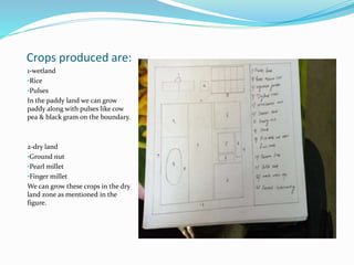 Crops produced are:
1-wetland
•Rice
•Pulses
In the paddy land we can grow
paddy along with pulses like cow
pea & black gram on the boundary.
2-dry land
•Ground nut
•Pearl millet
•Finger millet
We can grow these crops in the dry
land zone as mentioned in the
figure.
 