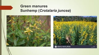 Green manures
Sunhemp (Crotalaria juncea)
 