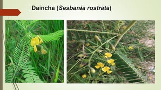 Daincha (Sesbania rostrata)
 
