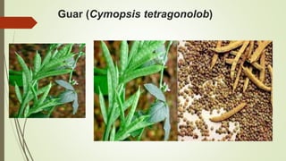 Guar (Cymopsis tetragonolob)
 