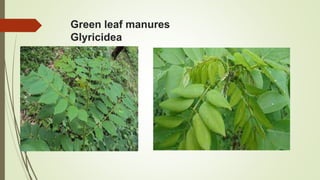 Green leaf manures
Glyricidea
 