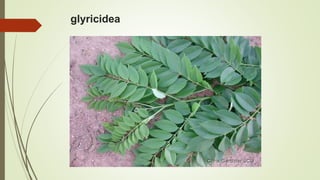 glyricidea
 