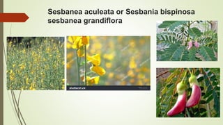 Sesbanea aculeata or Sesbania bispinosa
sesbanea grandiflora
 