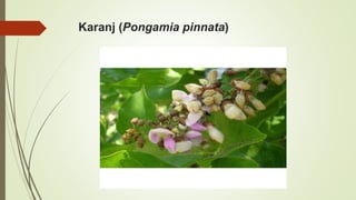 Karanj (Pongamia pinnata)
 