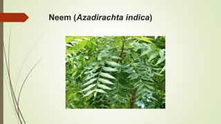 Neem (Azadirachta indica)
 
