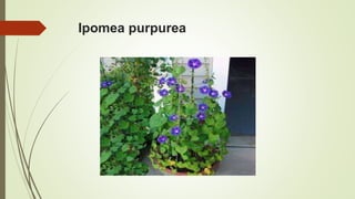 Ipomea purpurea
 
