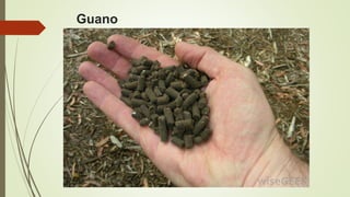 Guano
 