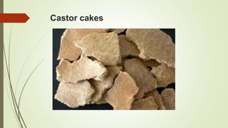 Castor cakes
 