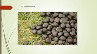 ii) Sheep manure
 