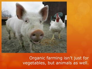 Organic farming isn’t just for vegetables, but animals as well. 