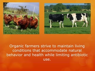 Organic farmers strive to maintain living conditions that accommodate natural behavior and health while limiting antibiotic use.
