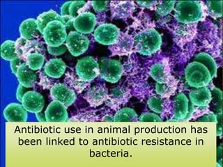 Antibiotic use in animal production has been linked to antibiotic resistance in bacteria.  