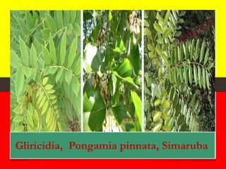Gliricidia, Pongamia pinnata, Simaruba
 