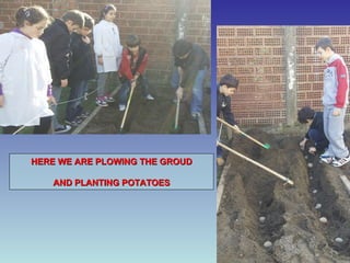 HERE WE ARE PLOWING THE GROUD AND PLANTING POTATOES 