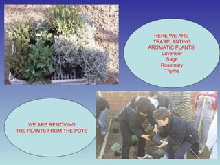 In Autumn we decide the write place for our eco-garden HERE WE ARE  TRASPLANTING AROMATIC PLANTS: Lavender Sage Rosemary Thyme WE ARE REMOVING THE PLANTS FROM THE POTS 