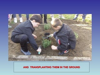 AND  TRANSPLANTING THEM IN THE GROUND 