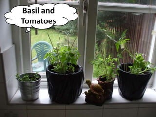 Basil and
Tomatoes
 