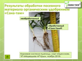 Результаты обработки посевного
материала органическим удобрением
«Сана-там»
        необработанный


                               обработанный
                               «Сана-Там»!!!




        Корневая система пшеницы, сорт «Одесская»,
        ЧП «Медведьев» АР Крым. ноябрь 2010г.
 
