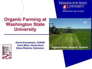 Organic Farming at Washington State University David Granatstein, CSANR  Carol Miles, Horticulture Diana Roberts, Extension Organic wheat research, Pullman 