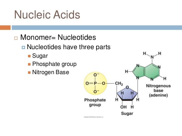 amino acids are the monomers that join together to form