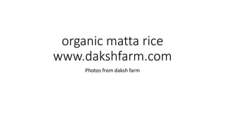 organic matta rice
www.dakshfarm.com
Photos from daksh farm
 