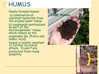Organic matter in soil
